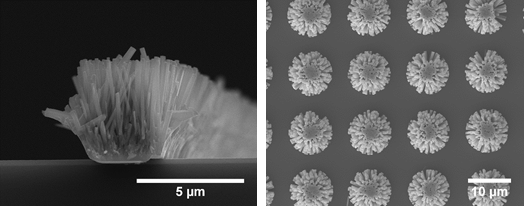 SEM images of ZnO nanowires