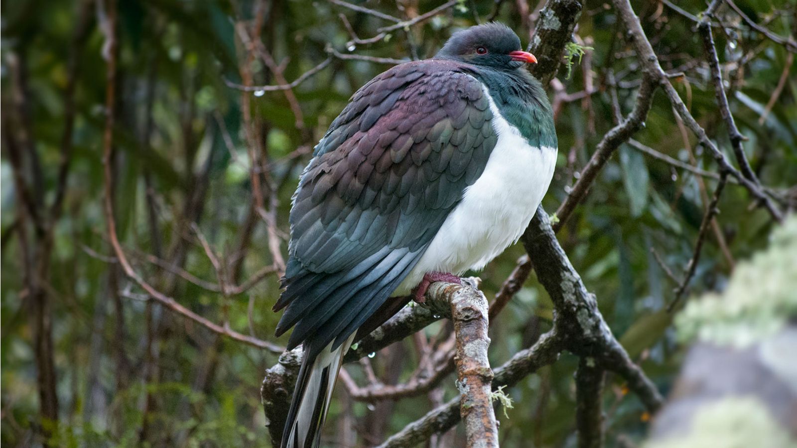 A native New Zealand pigeon (kererū) sits on a branch, surrounded by forest.