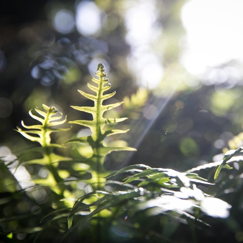 Leaves in a beam of sunlight.