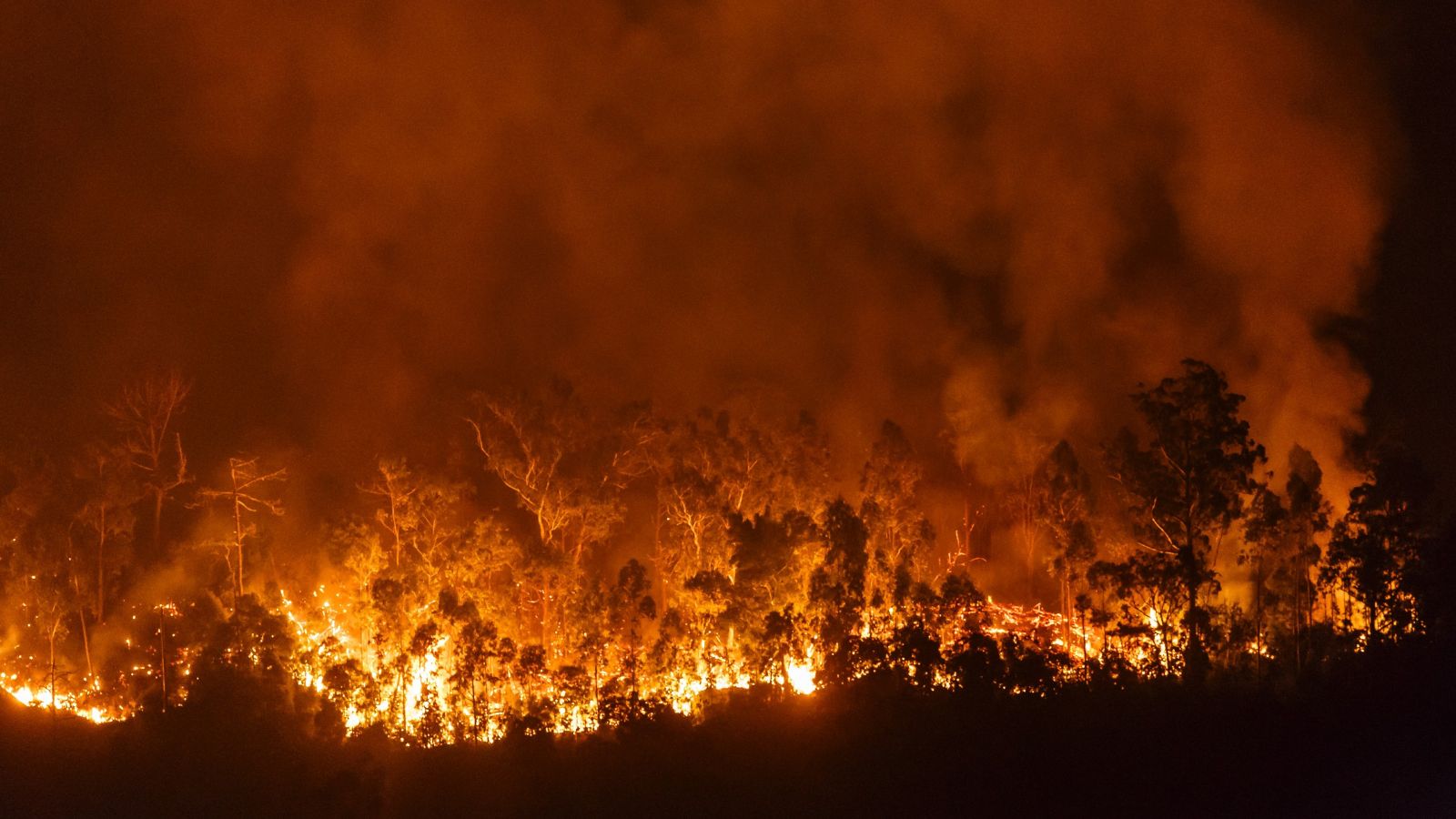 Big bushfire at night burning multiple trees in a forest