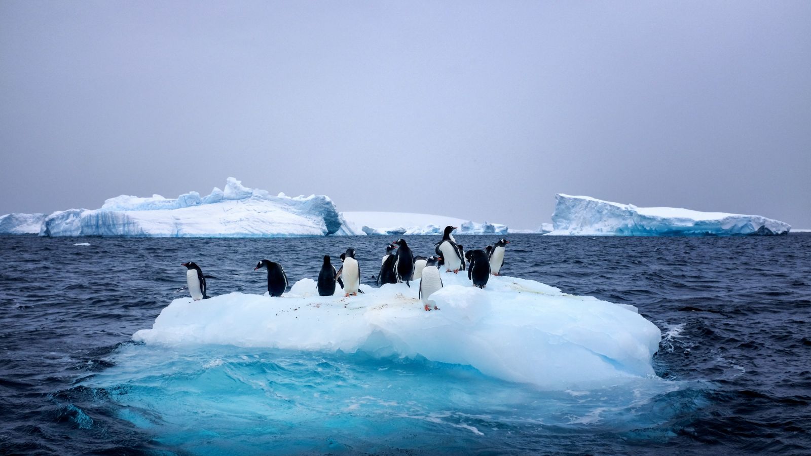 A group of penguins on an Antarctic iceberg