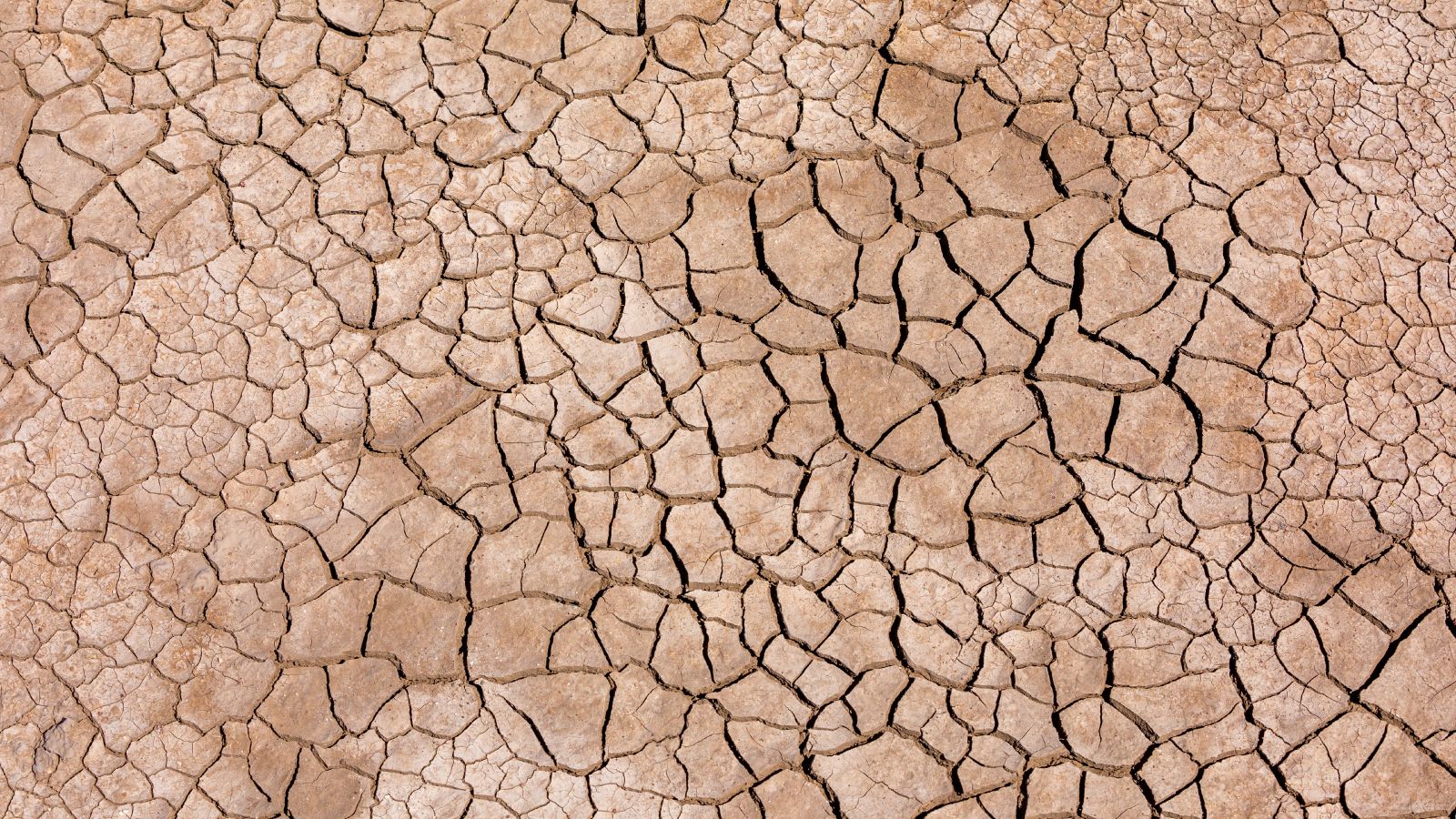Parched earth during a drought