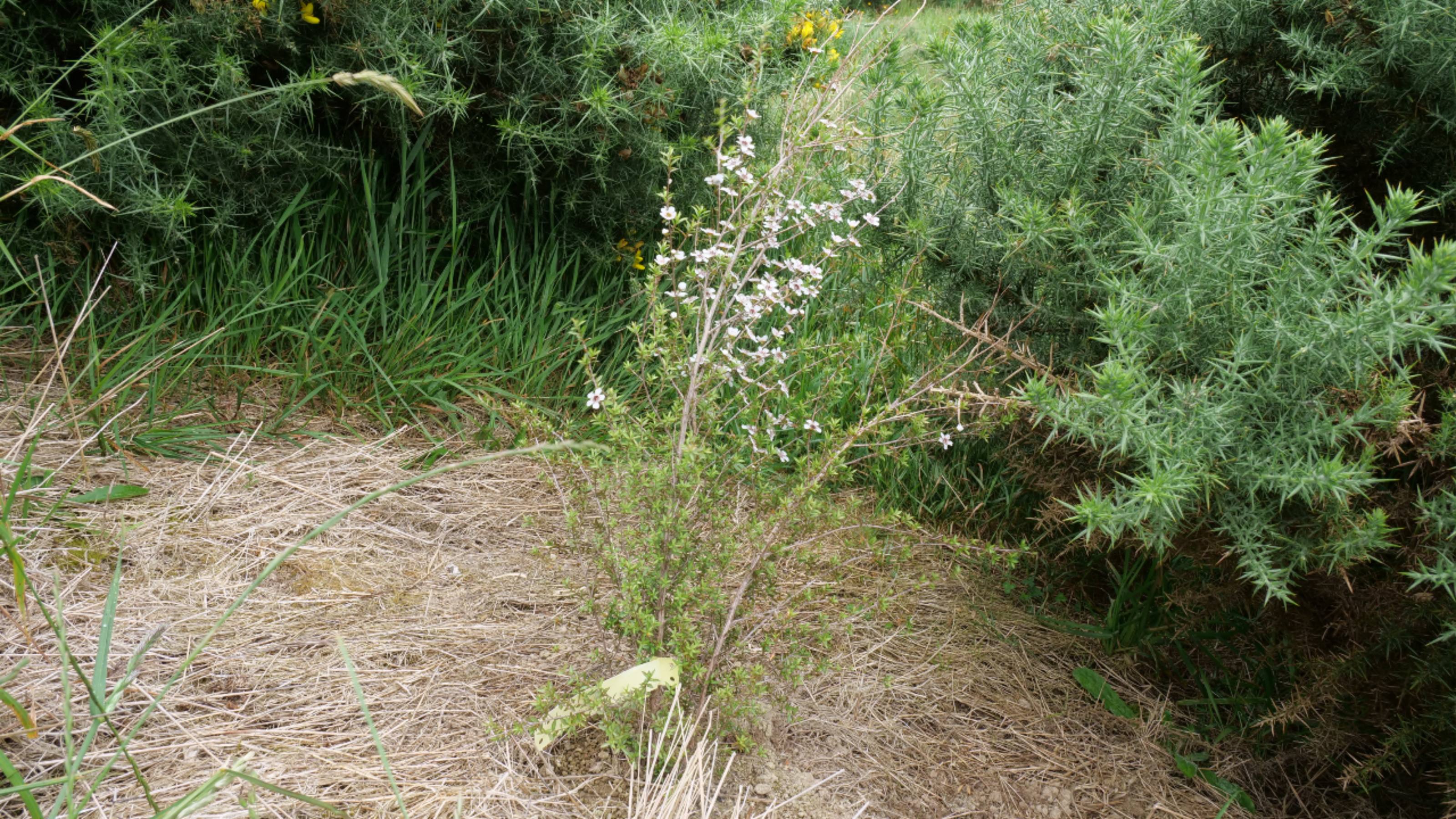 Manuka seedling surrounded by gorse plants