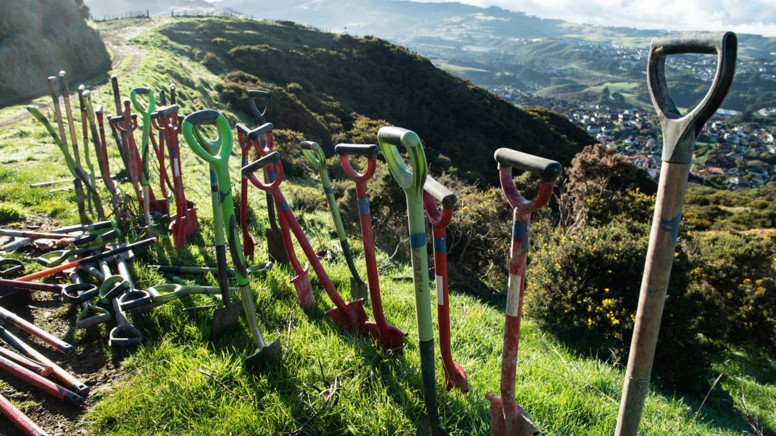 Tree-planting site with spades ready for volunteers.