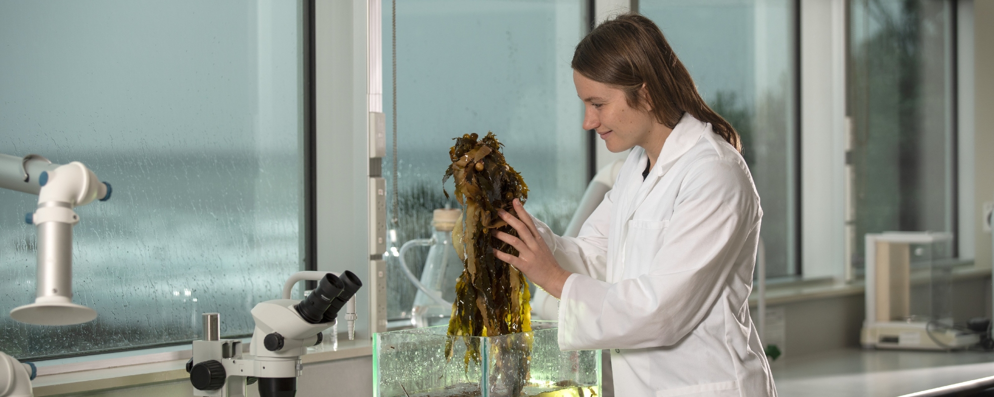 Master of Science student Lisa Wolf examines seaweed in a lab.