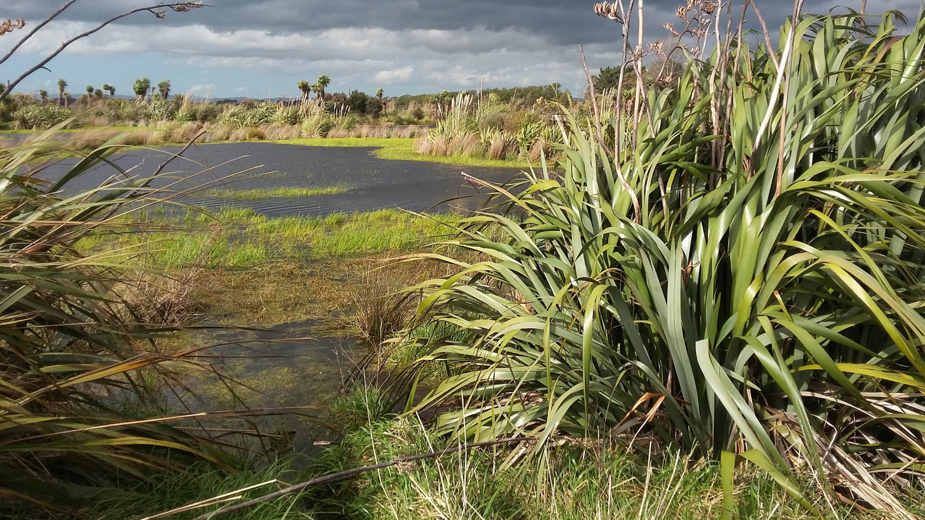 Wairio wetlands