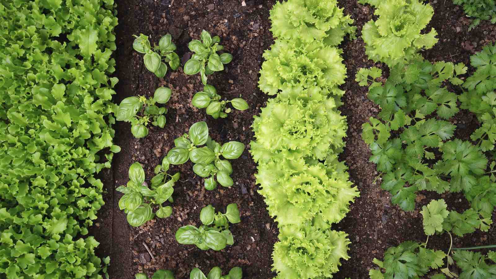 Rows of lettuces in a vegetable garden