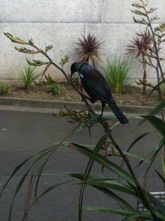 Tui on harakeke outside the IIML (photo by Hinemoana Baker)