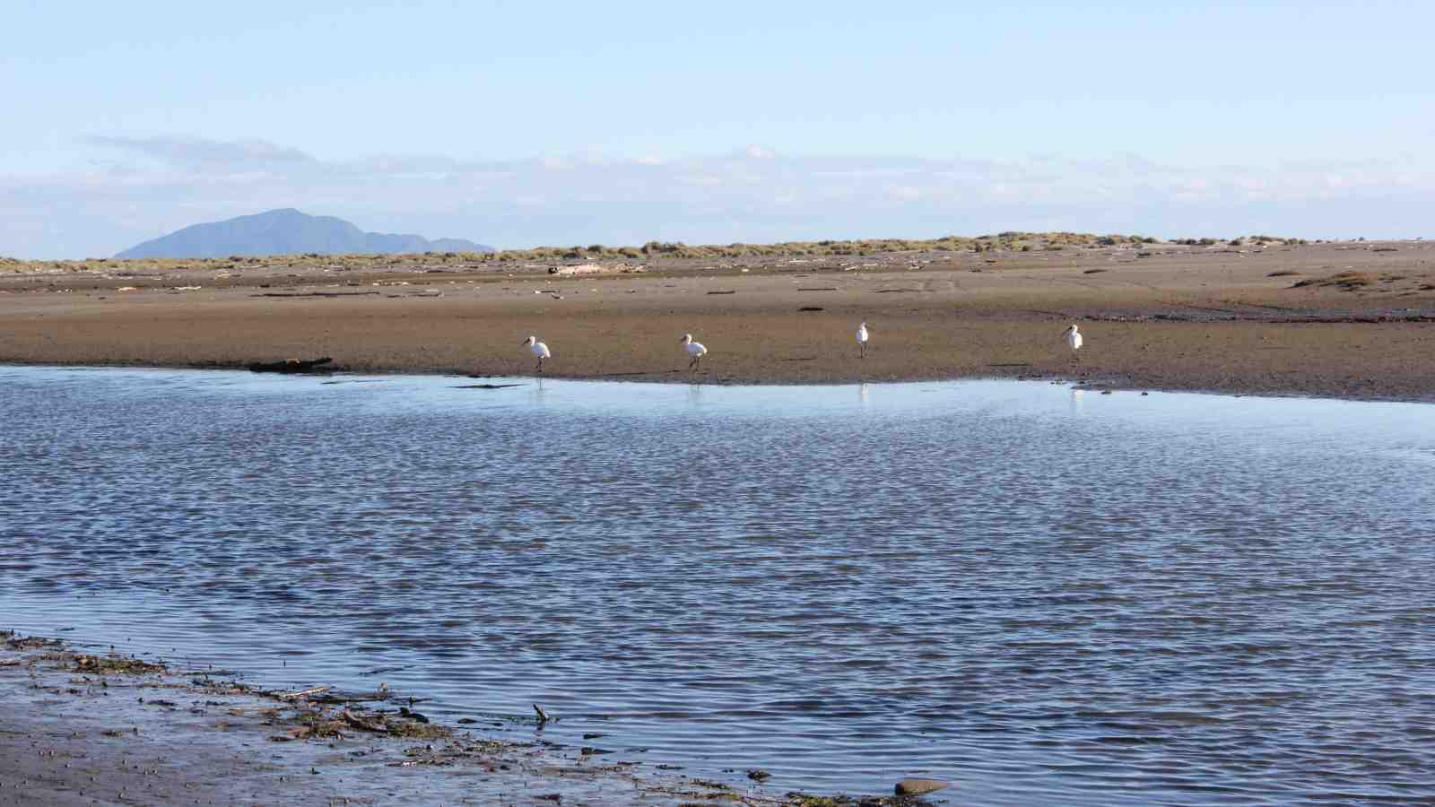 Royal spoonbills on Ōhau River beach