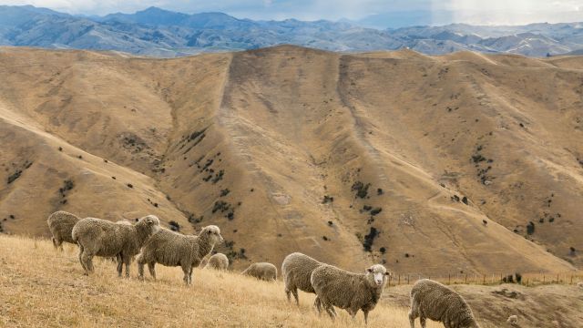 Sheep grazing on dry New Zealand farmland