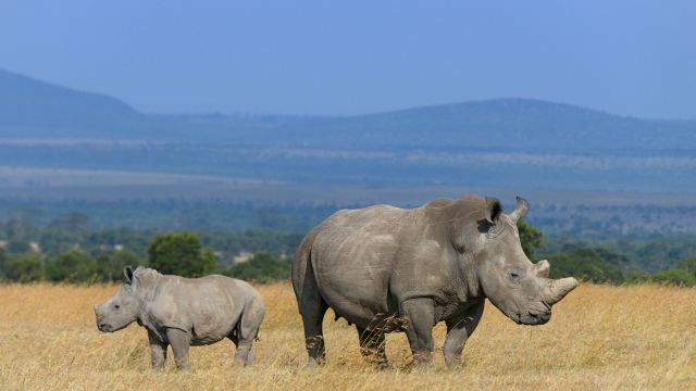 Two rhinoceros 