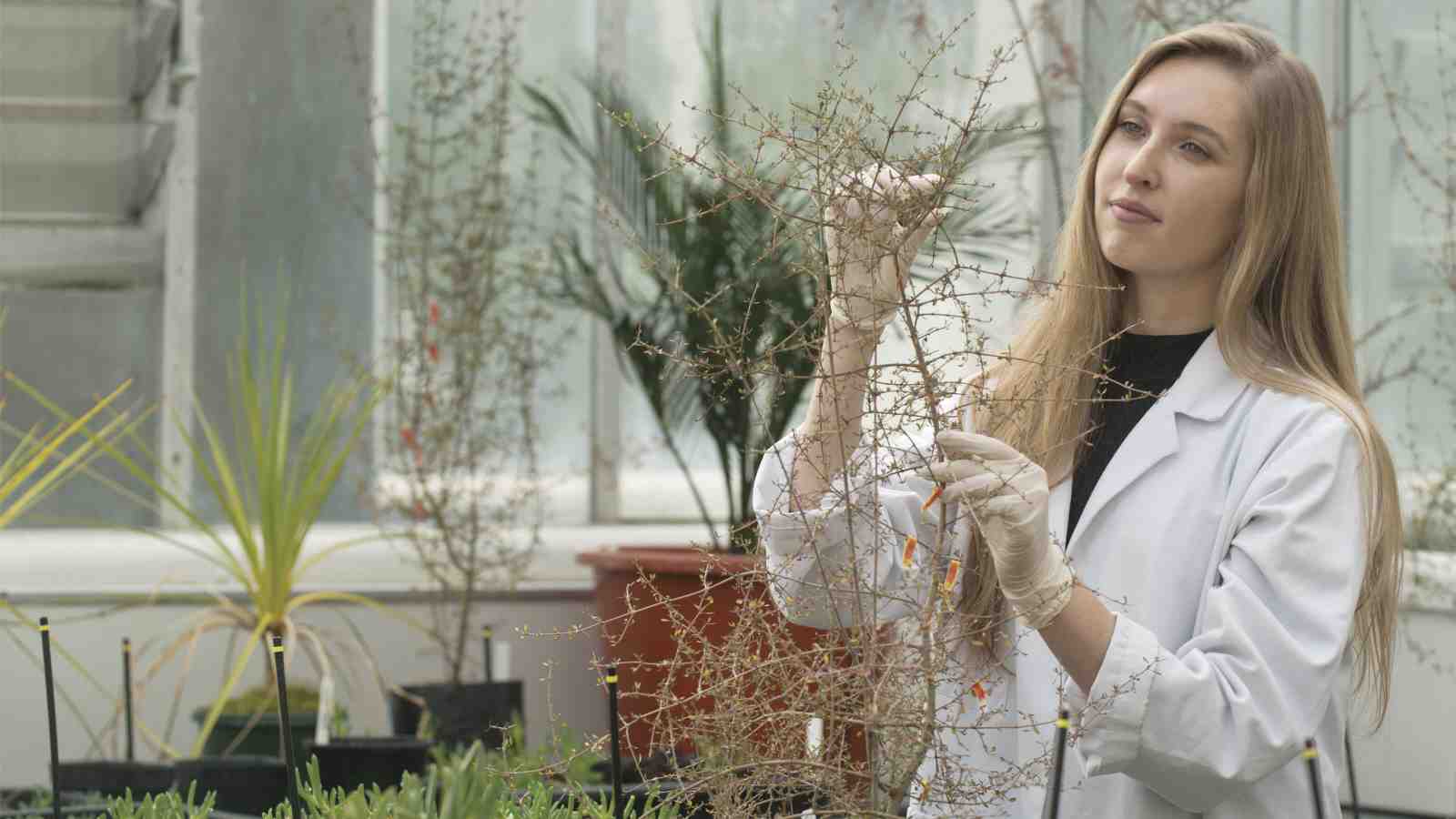 A PhD candidate in biotechnology examining a plant.