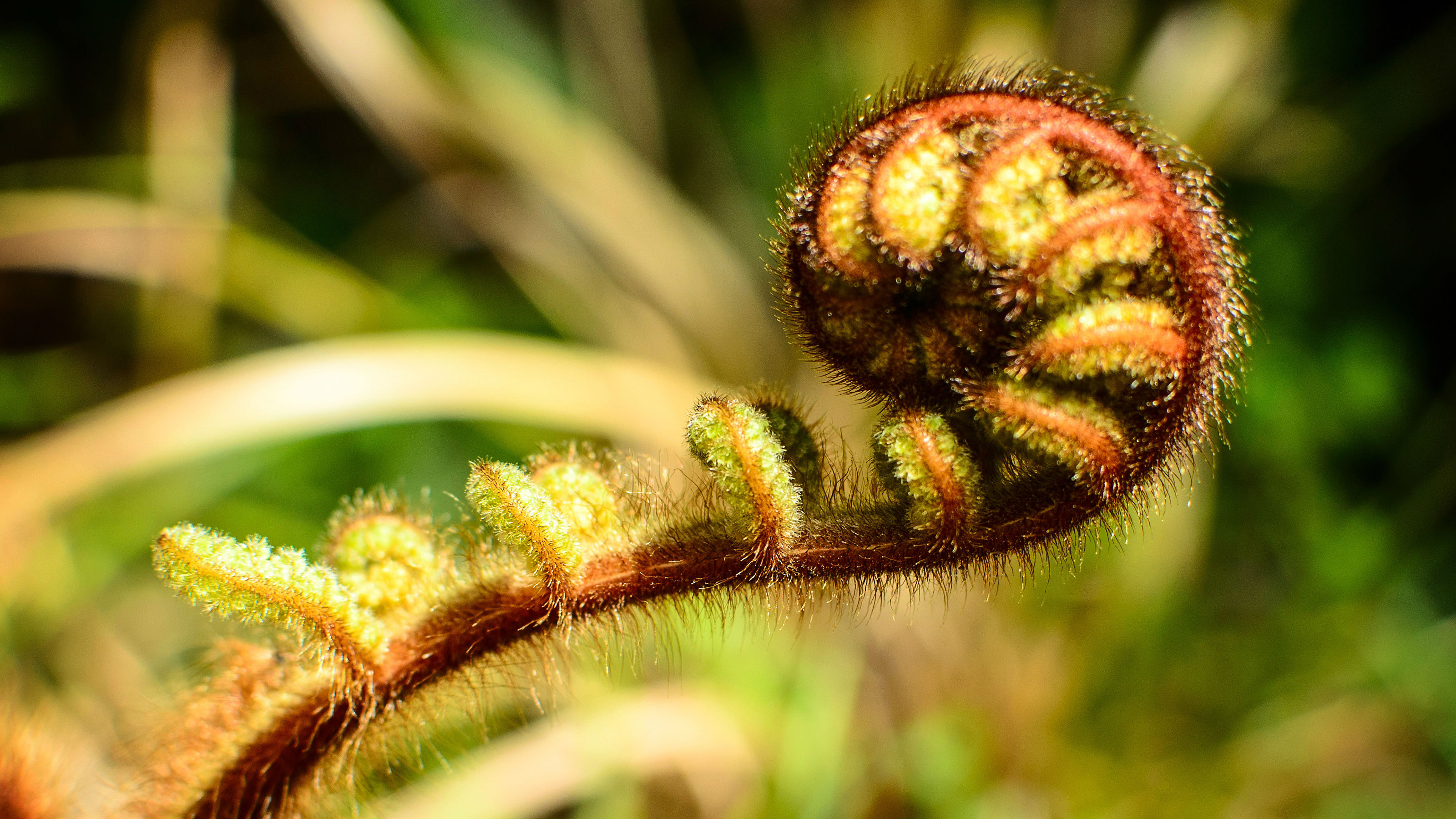 Green New Zealand native fern.