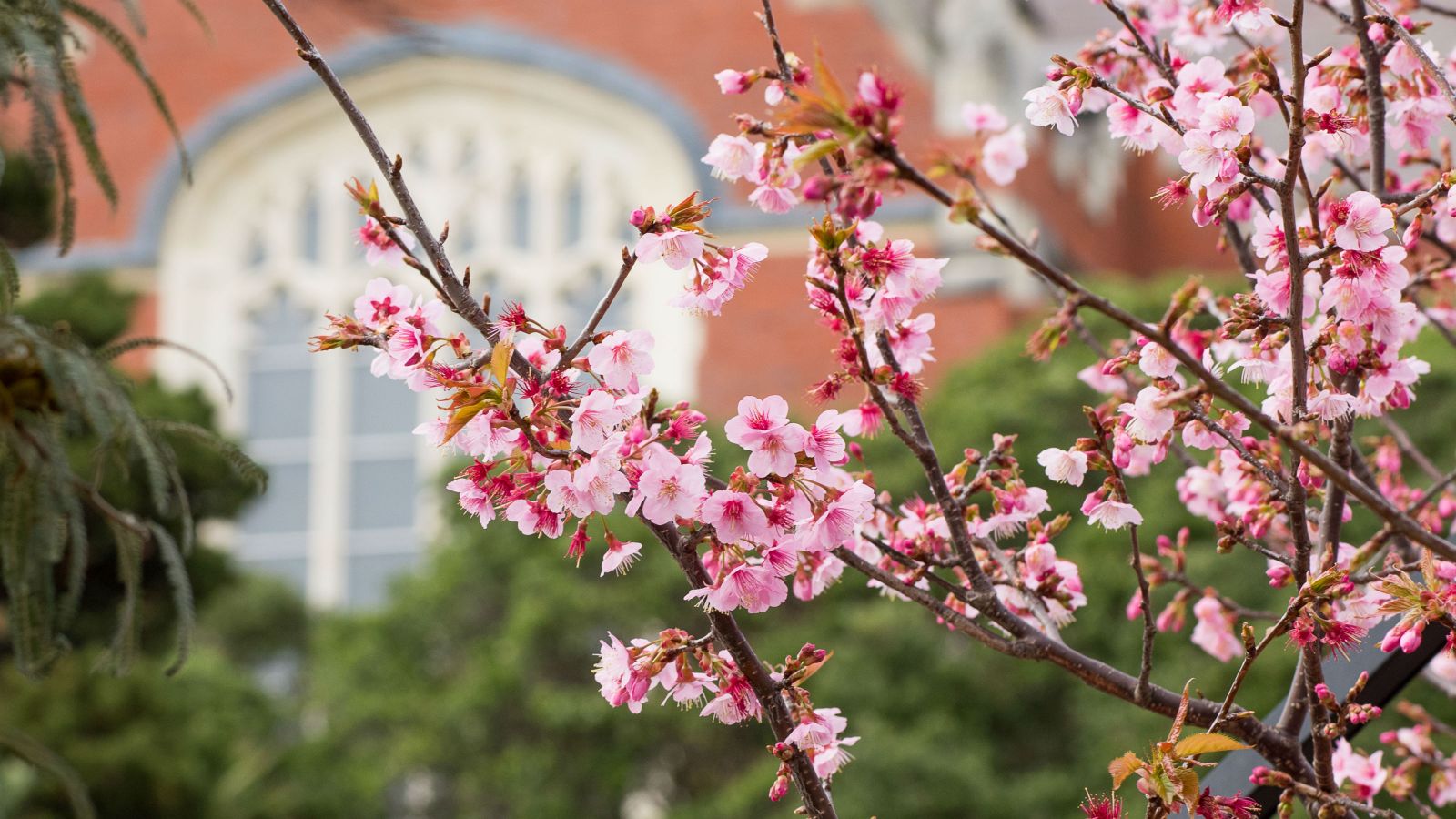A close up picture of pink flowers on a tree outside of the Hunter building.