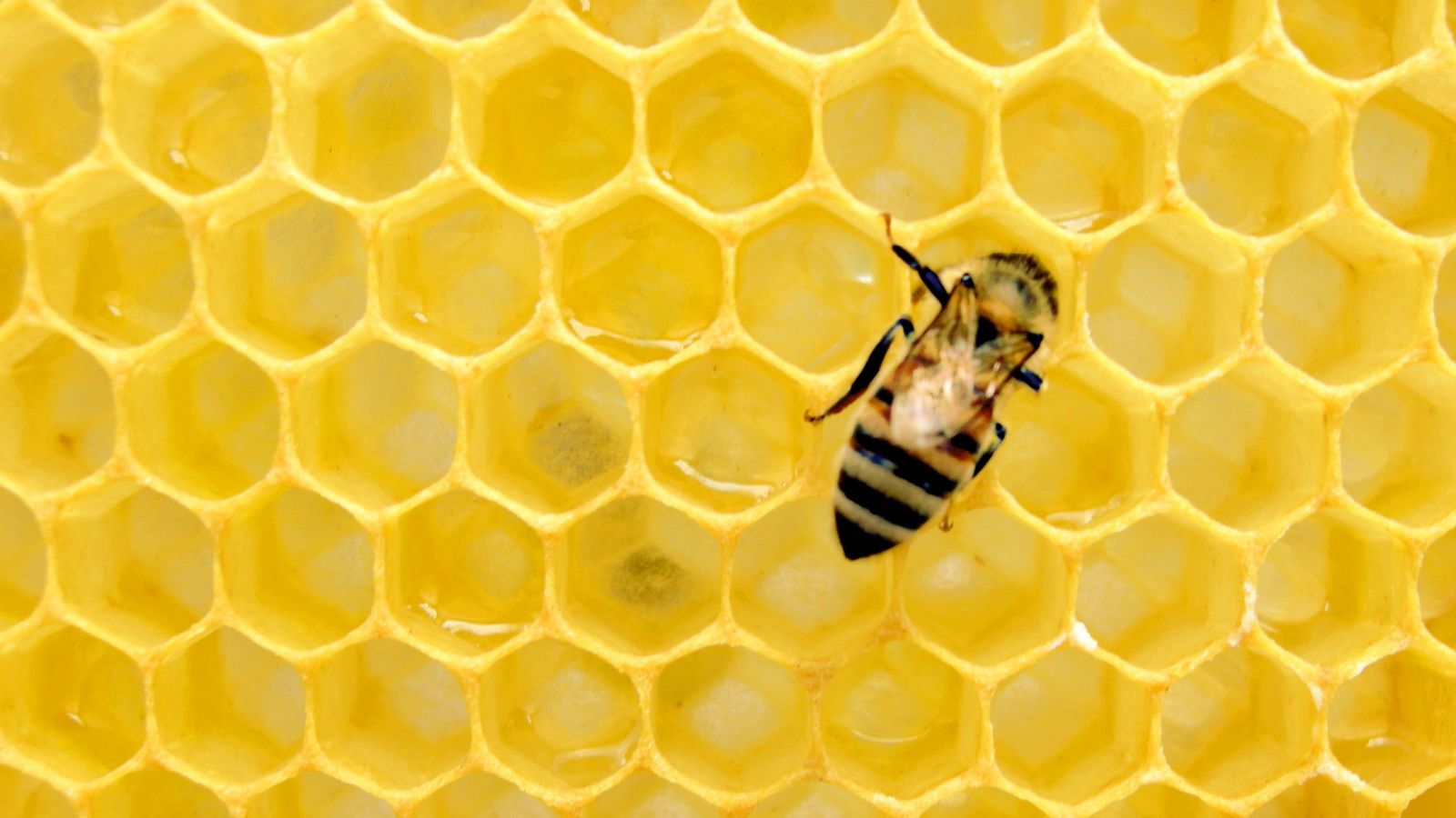 A bee on a yellow honeycomb.