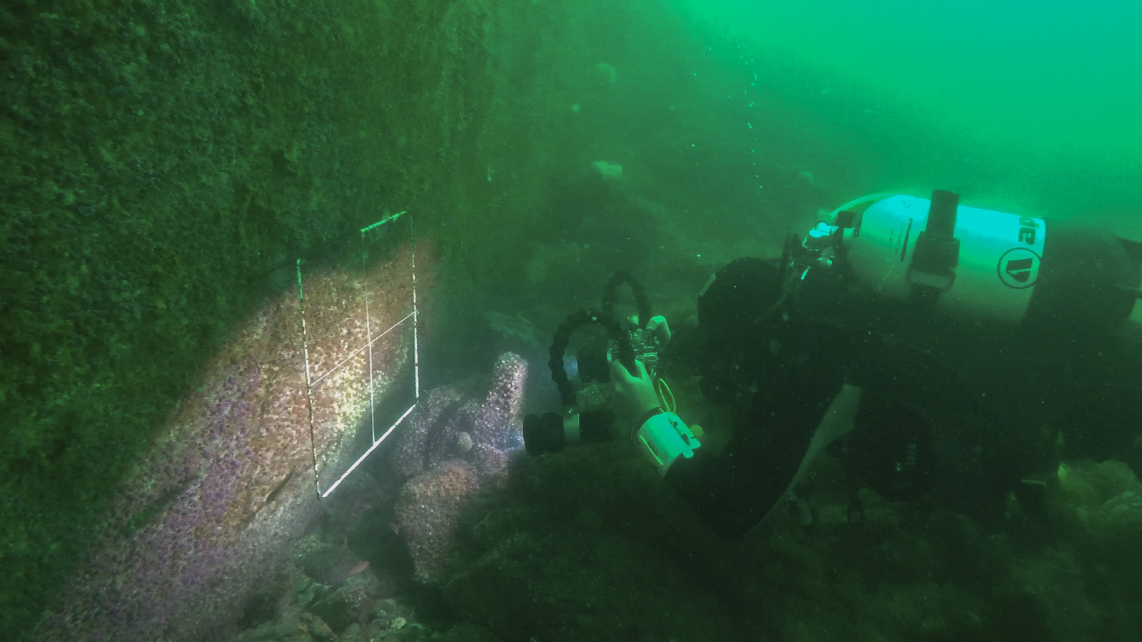 diver in green ocean using scientific equipment to check a quadrant