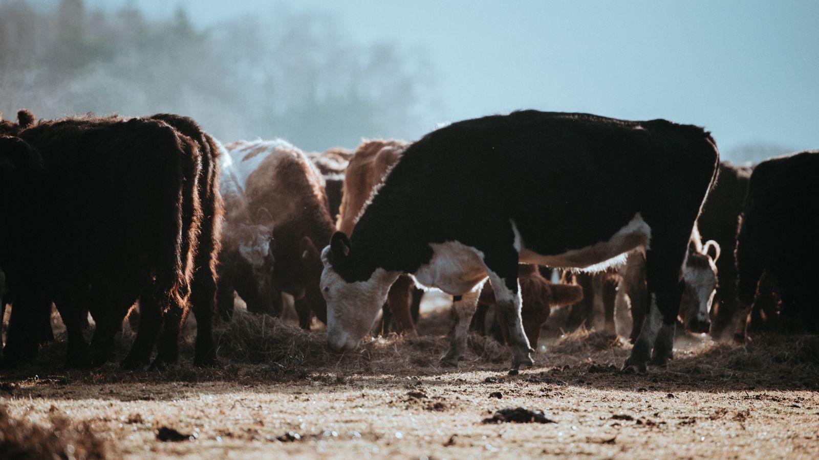 Brown cows feeding on dusty ground with blue sky above
