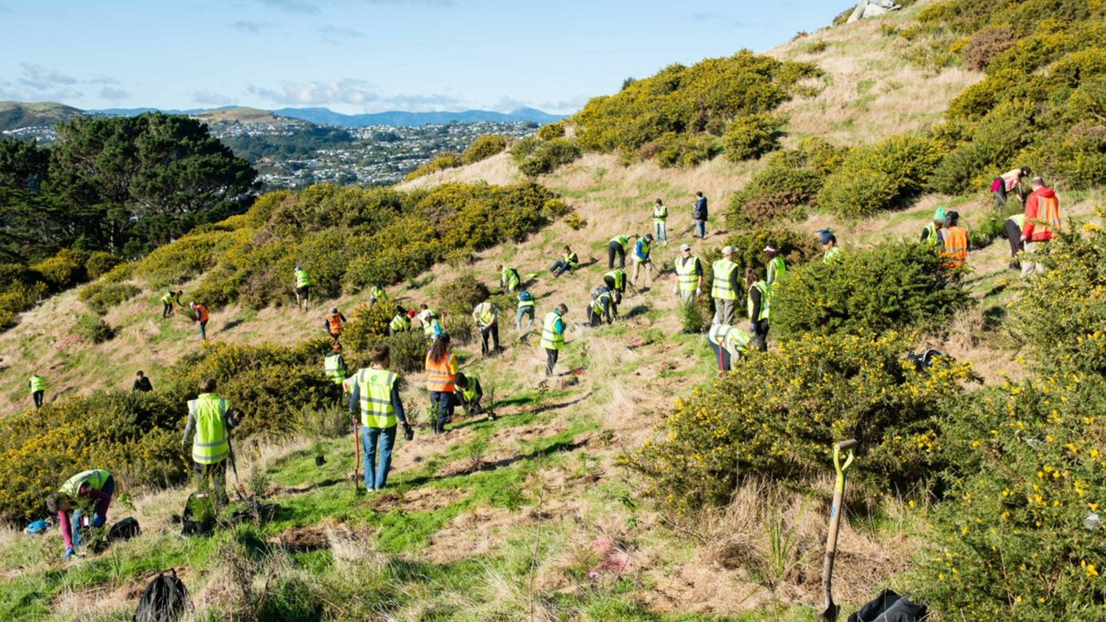 Trees being planted on the site.