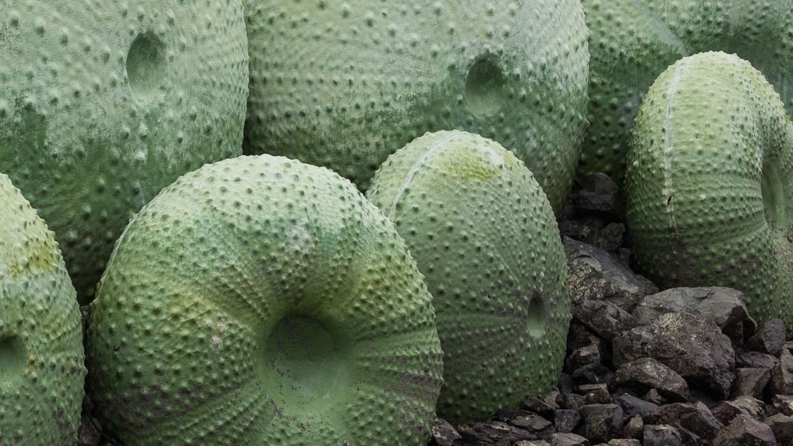 Close-up of large green kina shell sculptures among dark rocks.
