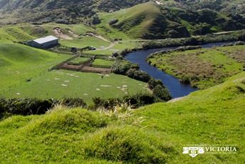 New Zealand farming scene