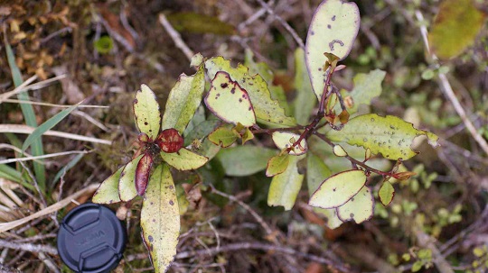 plants