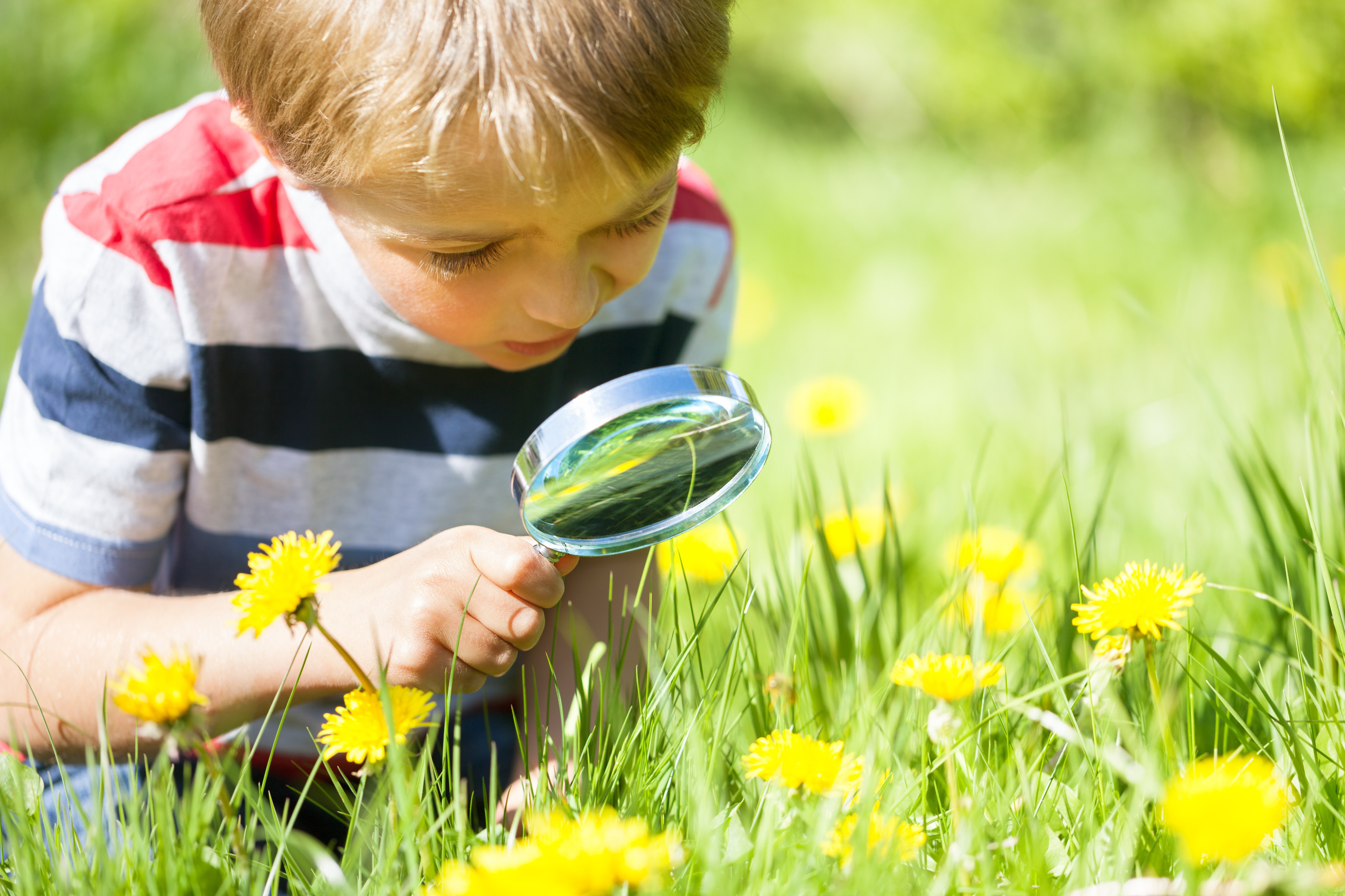 Young boy examines a field of dandelions through a magnifying glass.