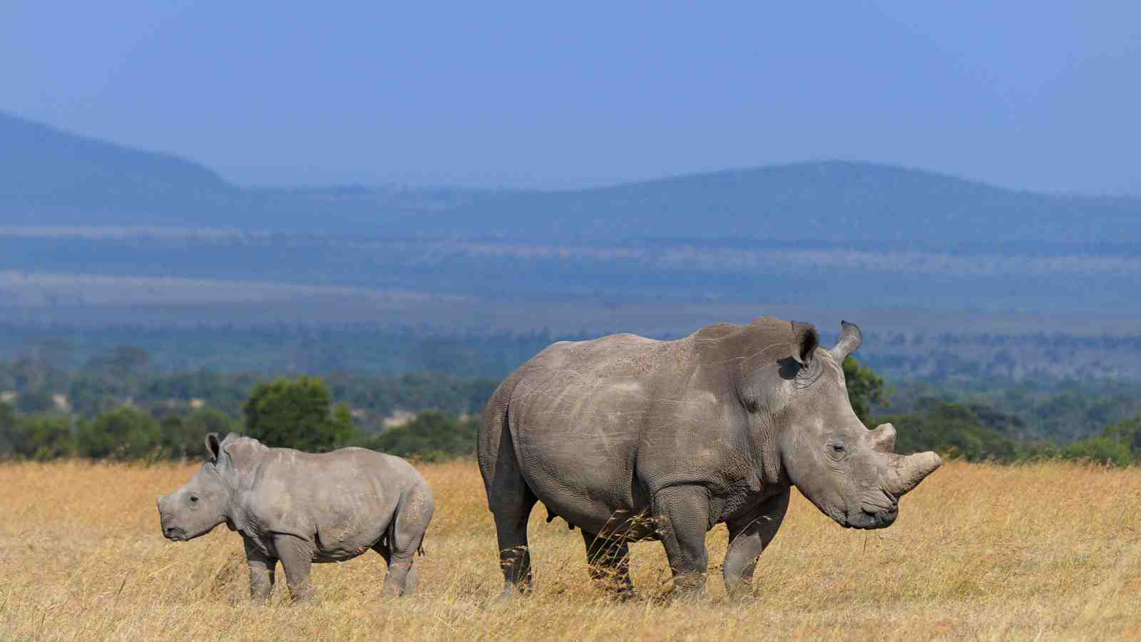 Two Rhinos in a grassy plain.
