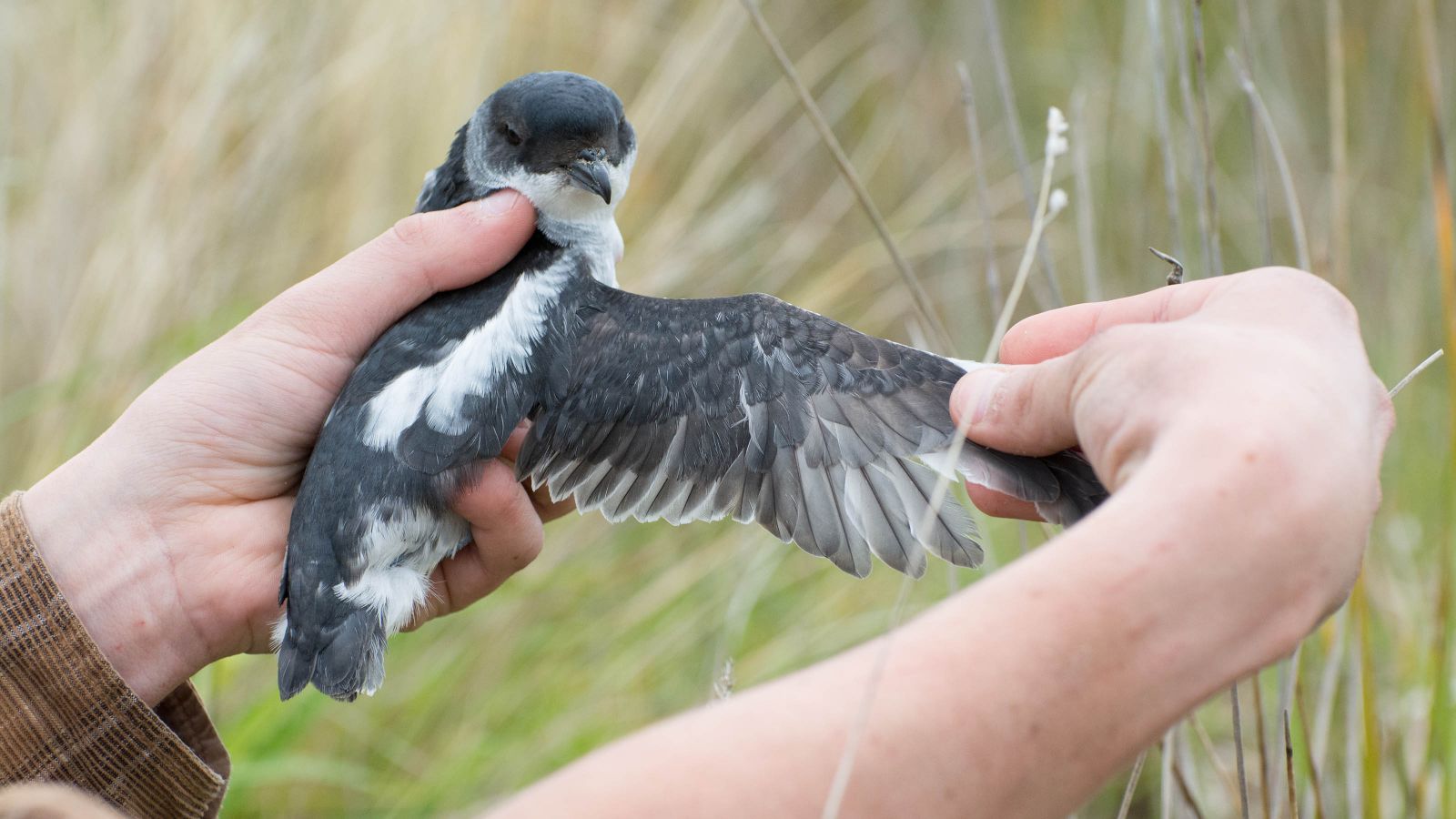 Whenua Hou Diving Petrel