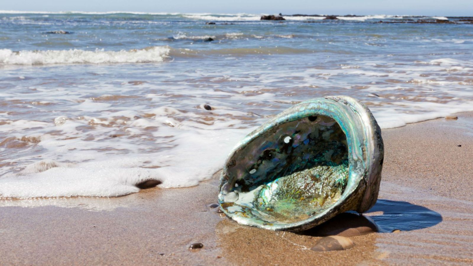 Empty paua shell on beach.