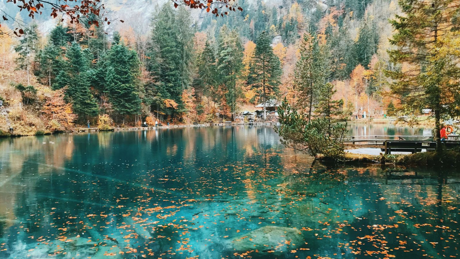 Scenic vista of clear mountain lake with fallen leaves floating on the surface – An autumn afternoon in Blausee (Blue lake) - Switzerland. Taken by an exchange student, Alisha Vu who attended Bocconi University. Scenic vista of a clear mountain lake with fallen leaves floating on the surface.