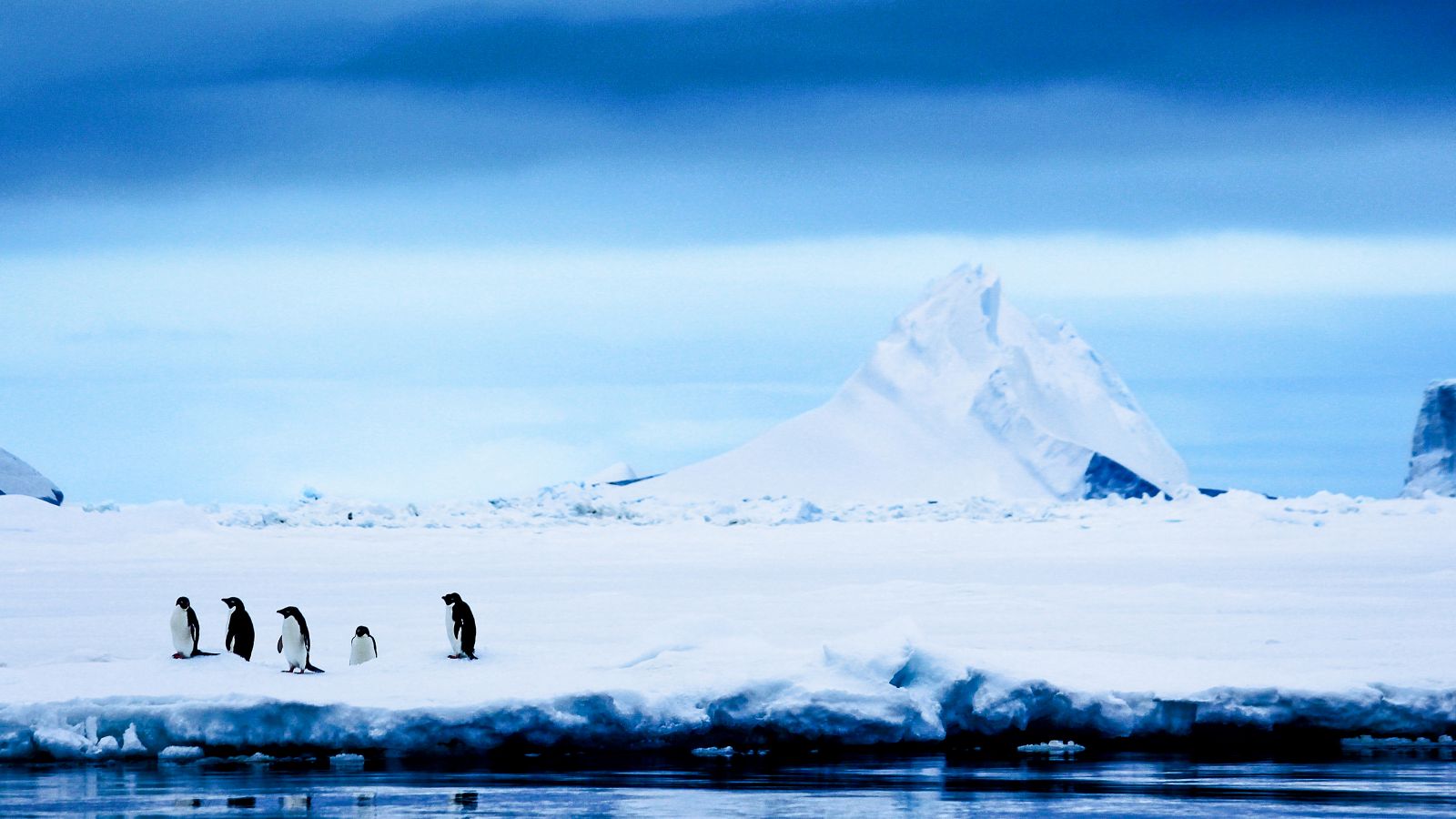 Adelie penguins cluster together in Antarctica.