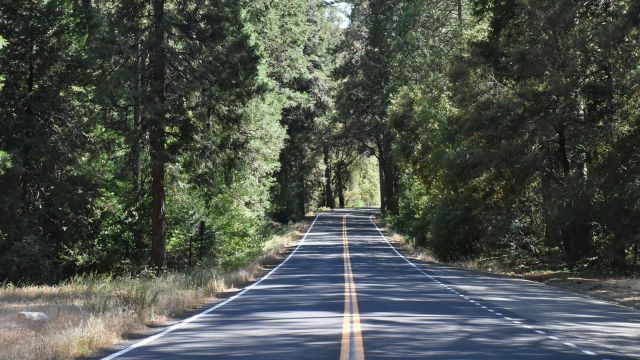 A peaceful empty road surrounded by trees