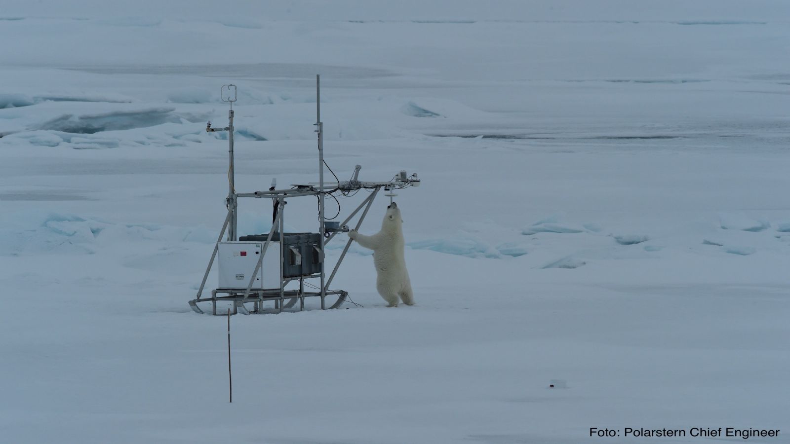 Polar bear checking out equipment