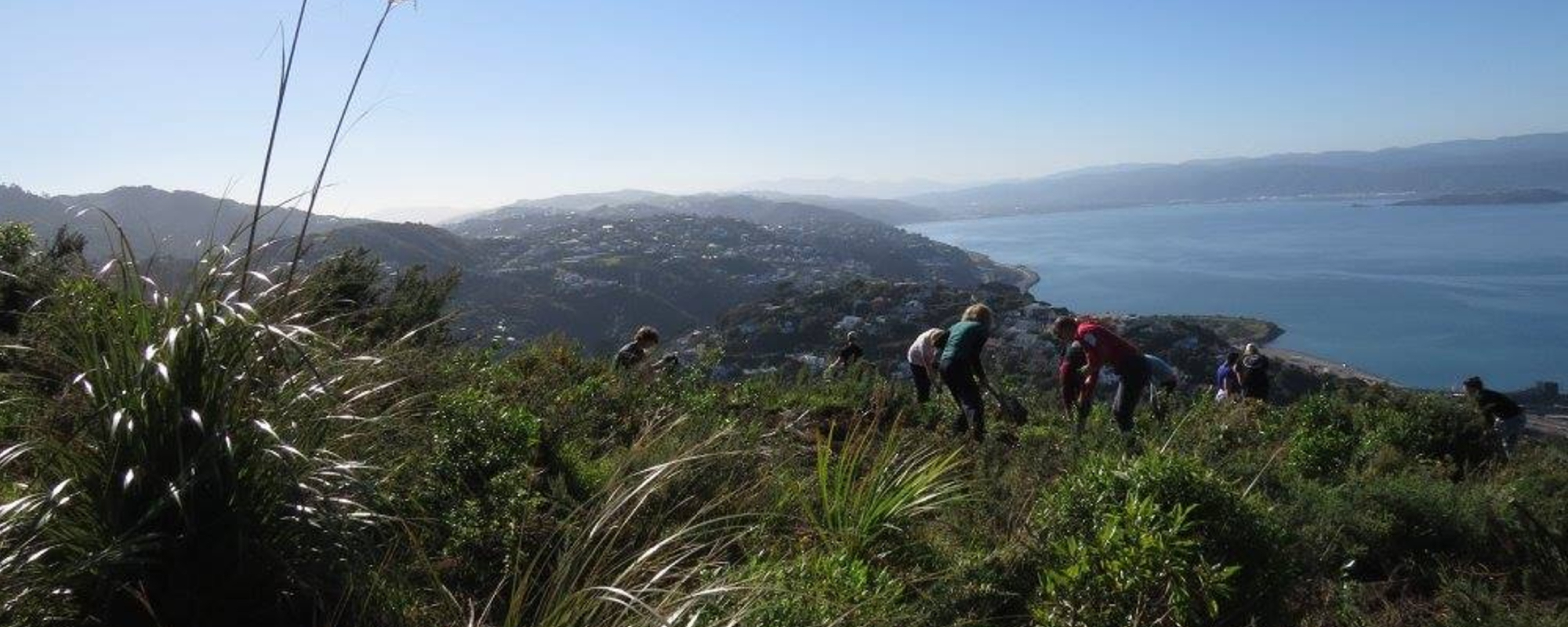 People plant trees on a Wellington hilltop with the harbour in the background
