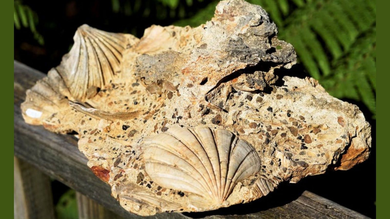 piece of sandy rock with fossilised scallops shaped like fans