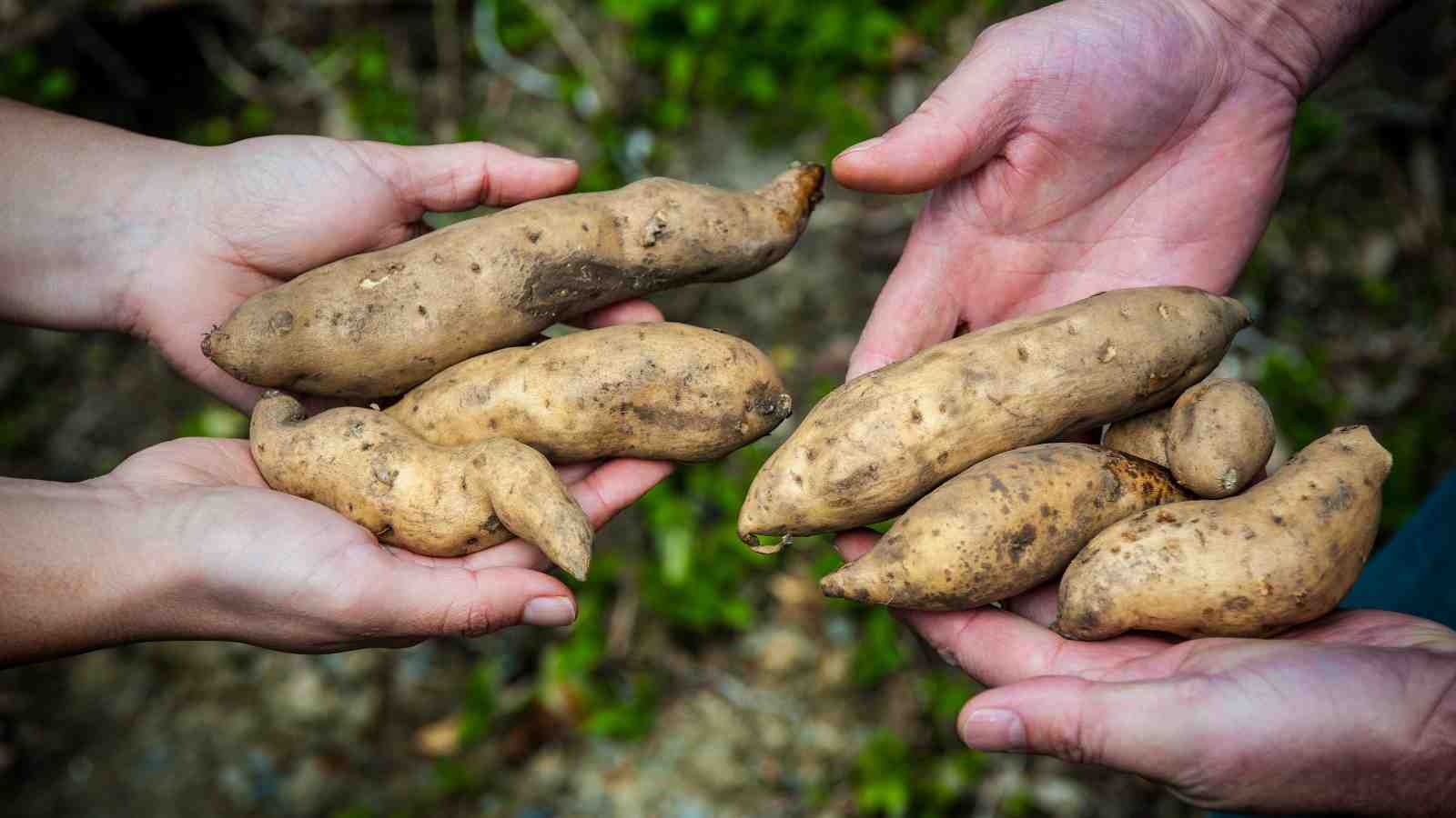 Taputini kūmara, believed to be one of four remaining pre-European varieties of kūmara.