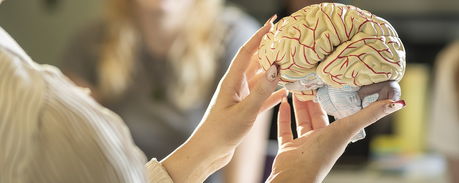 Hands holding a model of a brain.