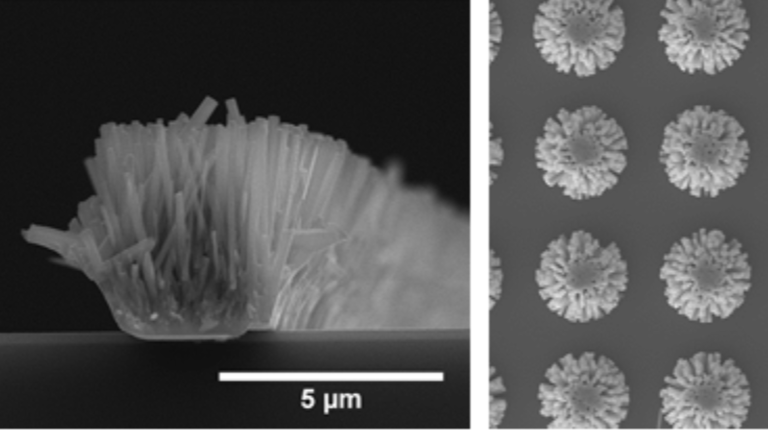 SEM images of ZnO nanowires grown in controlled locations