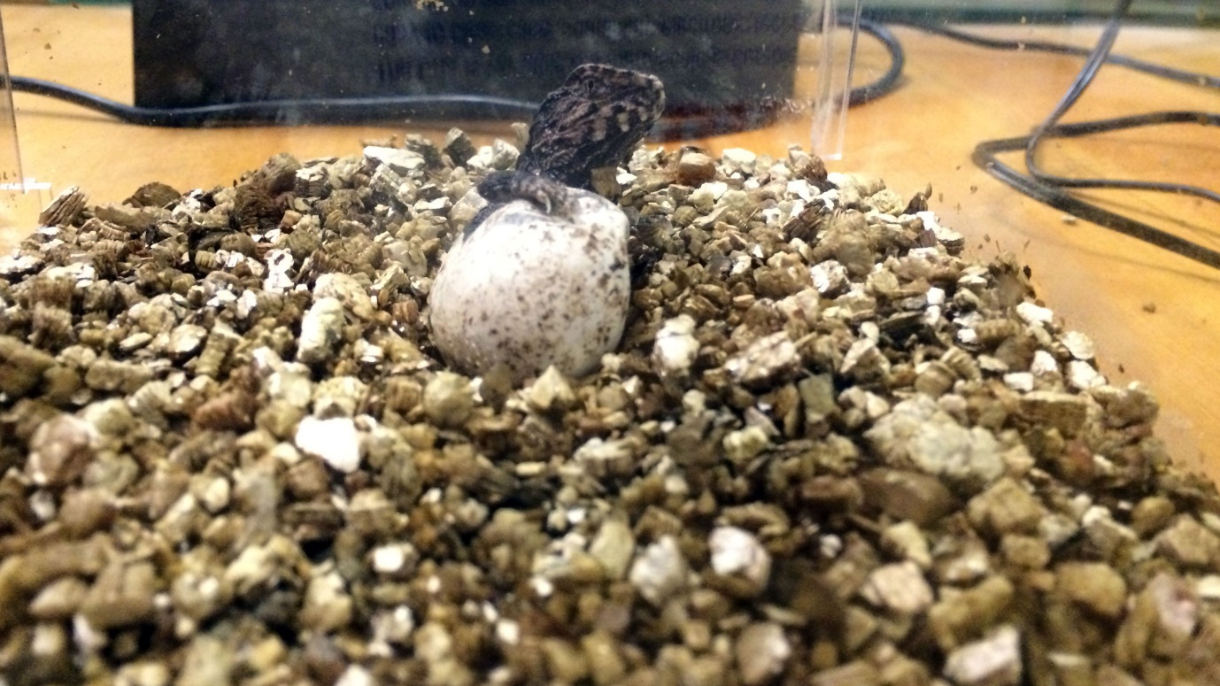 Tutara hatching from an egg