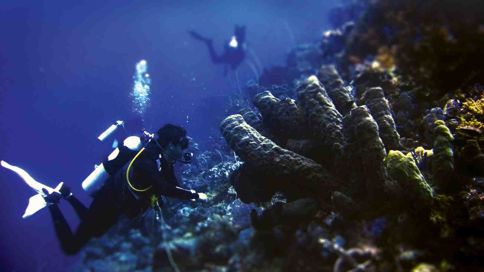 Joe Marlow observes a large organ sponge on a coral reef during a dive survey at Wakatobi Marine National Park.