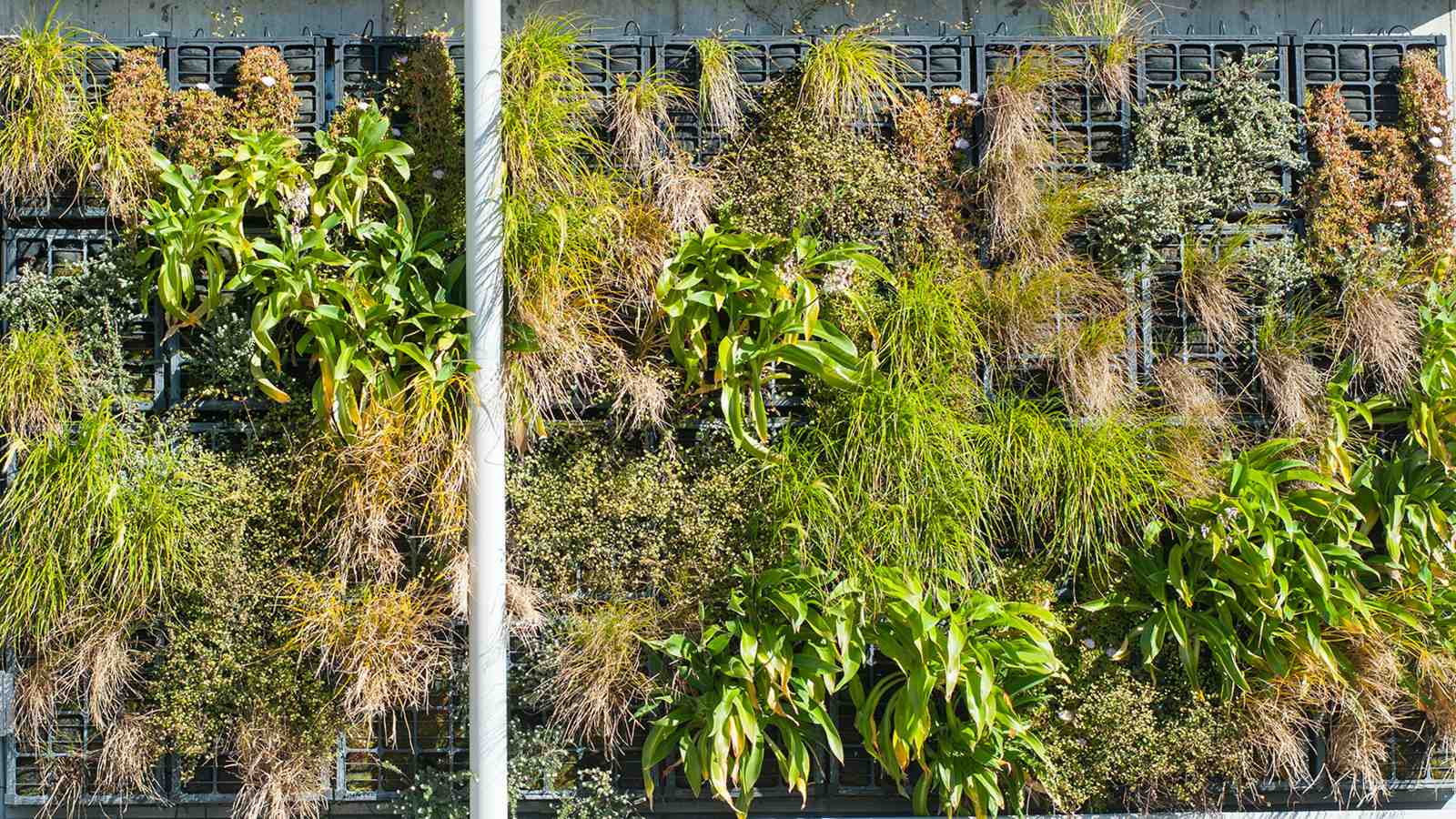The green wall of native plants seen from Kelburn Parade