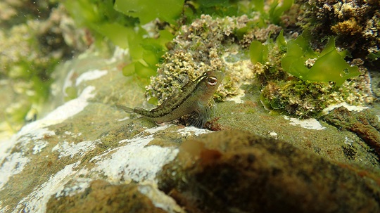 The common triplefin The common triplefin