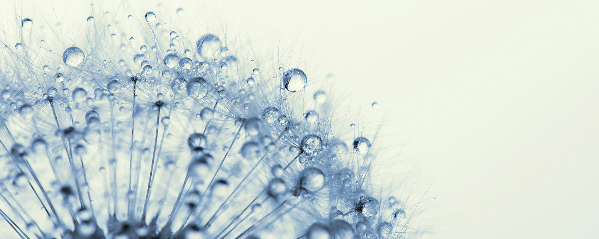 An image of dandelion seeds covered in dew.