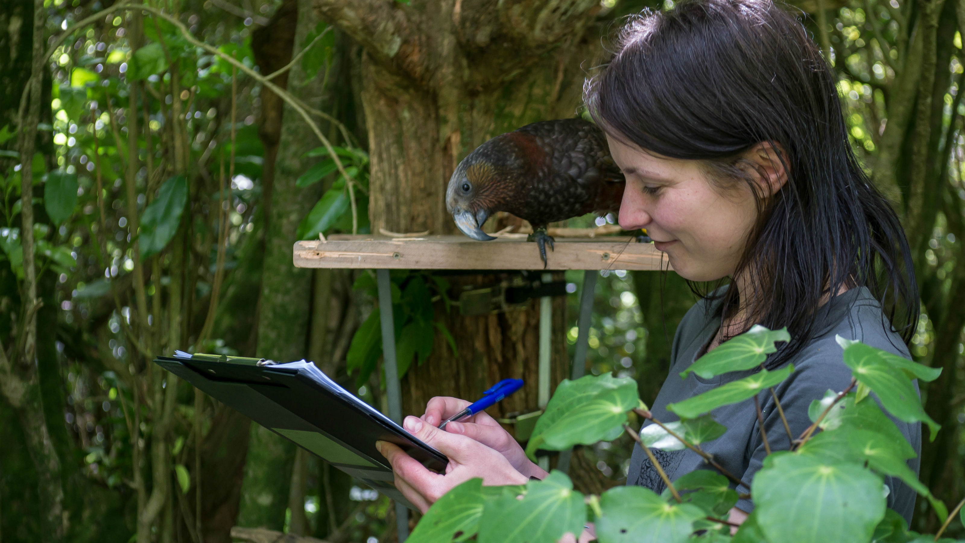 A researcher stands using a clipboard while a kaka looks over her shoulder.