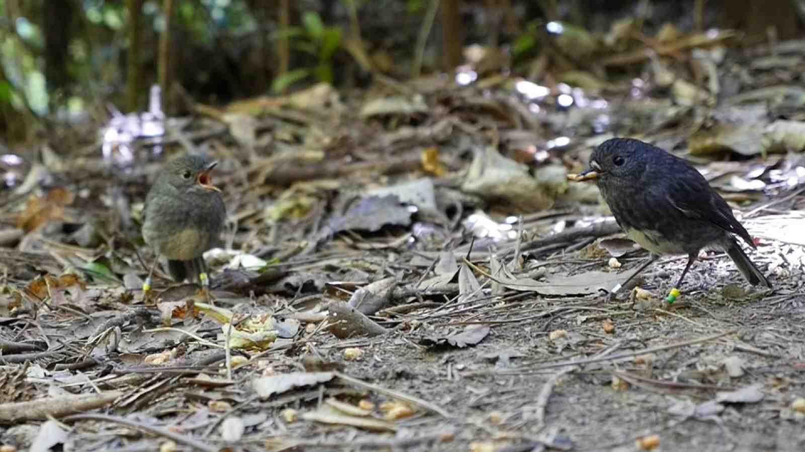 Zealandia robin Iti shares a mealworm with his mate Aroha.