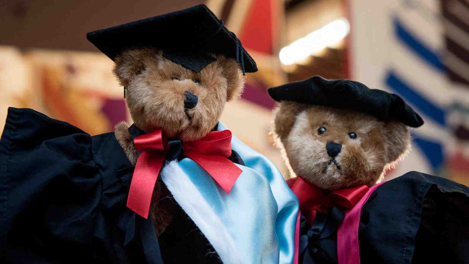 A close-up of two Graduation bears