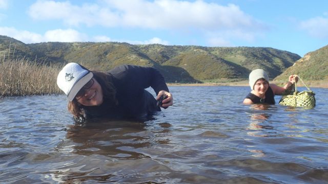 Amber McEwan and a volunteer, waist deep in Lake Kohangapiripiri, bend down to collect kākahi.