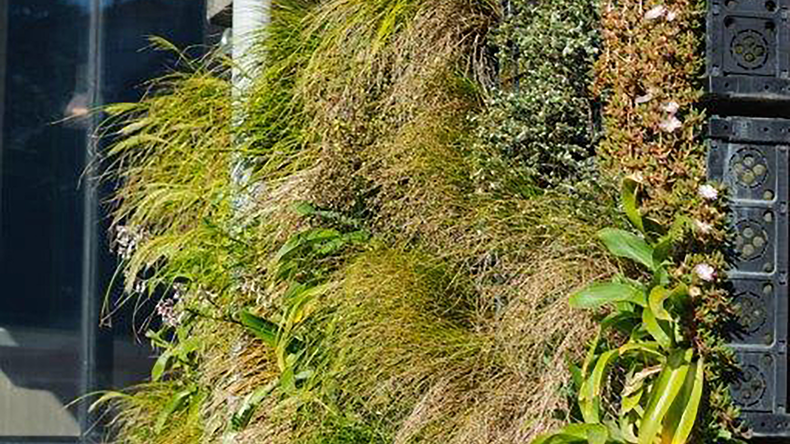 Wall of plants on Kelburn campus.