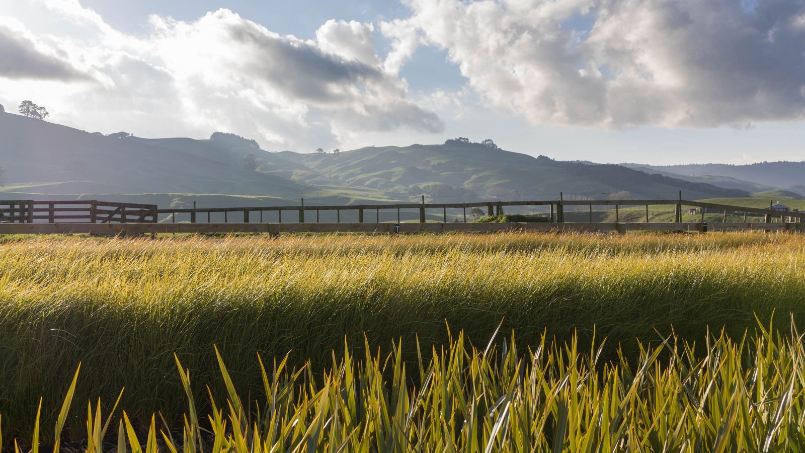 A field of tall grass in eh foreground with a wooden fence and large rolling hills in the background.