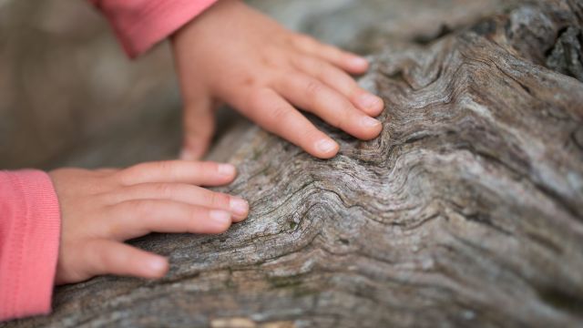 I child feels the texture of a tree.
